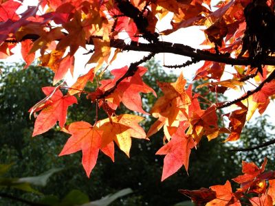 紅葉葉楓（もみじばふう=アメリカふう）
