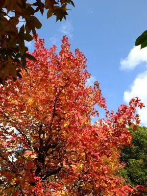 紅葉葉楓（もみじばふう=アメリカふう）
