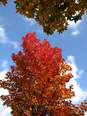 紅葉葉楓（もみじばふう=アメリカふう）
