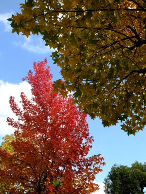 紅葉葉楓（もみじばふう=アメリカふう）
