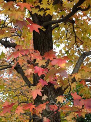 紅葉葉楓（もみじばふう=アメリカふう）
