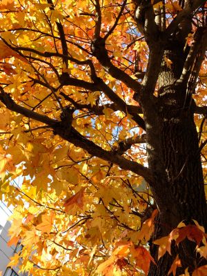 紅葉葉楓（もみじばふう=アメリカふう）
