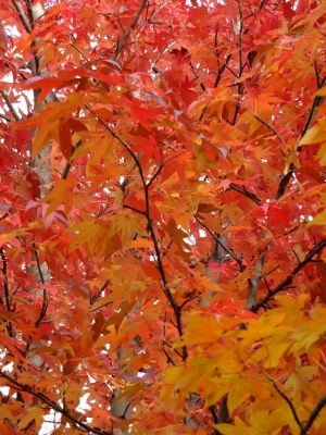 紅葉葉楓（もみじばふう=アメリカふう）
