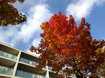 紅葉葉楓（もみじばふう=アメリカふう）
