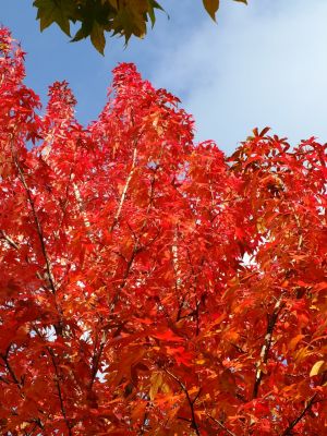 紅葉葉楓（もみじばふう=アメリカふう）
