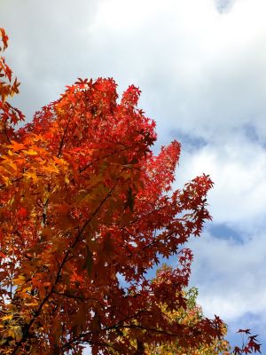紅葉葉楓（もみじばふう=アメリカふう）
