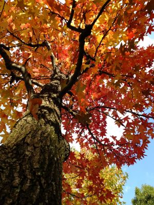 紅葉葉楓（もみじばふう=アメリカふう）
