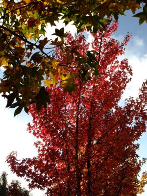 紅葉葉楓（もみじばふう=アメリカふう）
