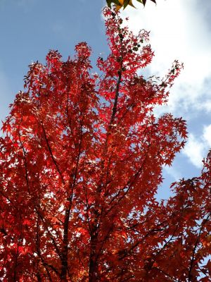 紅葉葉楓（もみじばふう=アメリカふう）
