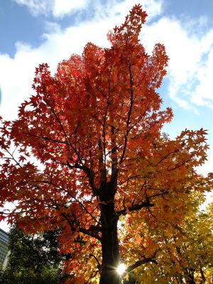 紅葉葉楓（もみじばふう=アメリカふう）
