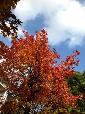 紅葉葉楓（もみじばふう=アメリカふう）
