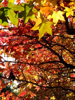 紅葉葉楓（もみじばふう=アメリカふう）
