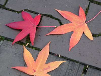 紅葉葉楓（もみじばふう=アメリカふう）
