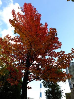 紅葉葉楓（もみじばふう=アメリカふう）
