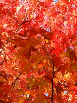 紅葉葉楓（もみじばふう=アメリカふう）

