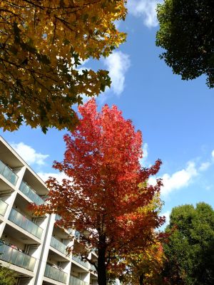 紅葉葉楓（もみじばふう=アメリカふう）
