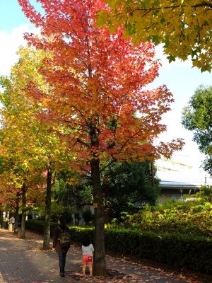 紅葉葉楓（もみじばふう=アメリカふう）
