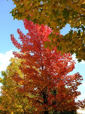 紅葉葉楓（もみじばふう=アメリカふう）
