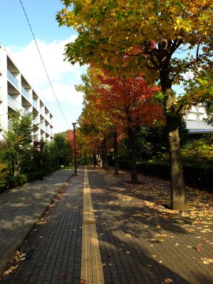 紅葉葉楓（もみじばふう=アメリカふう）
