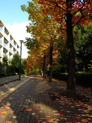 紅葉葉楓（もみじばふう=アメリカふう）
