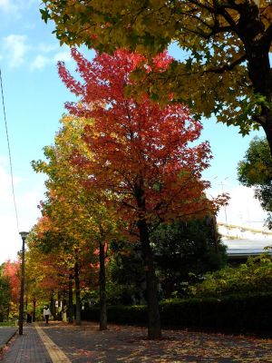 紅葉葉楓（もみじばふう=アメリカふう）
