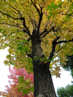 紅葉葉楓（もみじばふう=アメリカふう）
