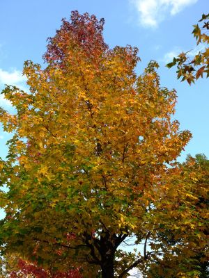 紅葉葉楓（もみじばふう=アメリカふう）
