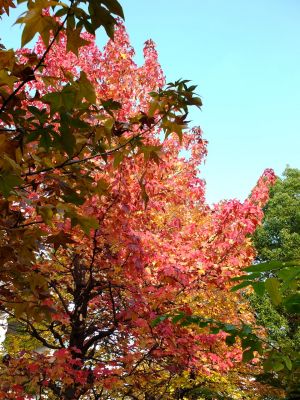 紅葉葉楓（もみじばふう=アメリカふう）
