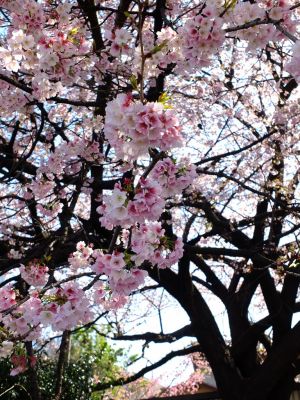 田園都市線江田駅前
