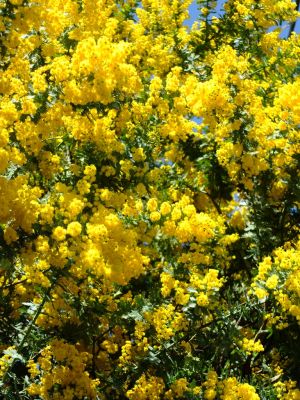 ミモザ（荏田町）
