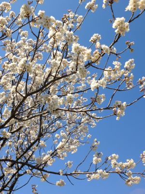 荏田南4丁目とちのき公園
