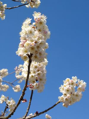 荏田南4丁目とちのき公園
