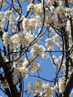 荏田南4丁目とちのき公園
