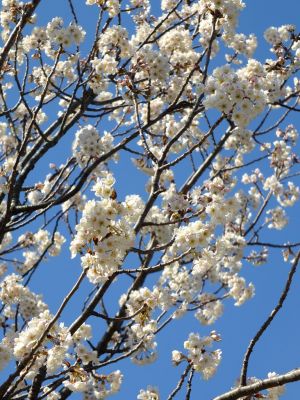 荏田南4丁目とちのき公園

