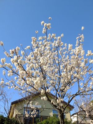 荏田南4丁目とちのき公園
