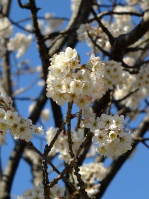 荏田南4丁目とちのき公園
