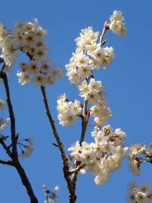 荏田南4丁目とちのき公園
