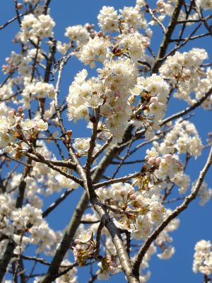 荏田南4丁目とちのき公園
