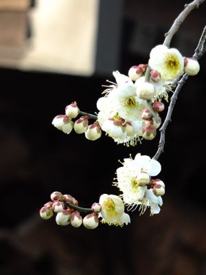 真言宗豊山派　養老山　真福寺
