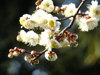 真言宗豊山派　養老山　真福寺
