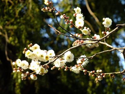 真言宗豊山派　養老山　真福寺
