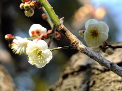 真言宗豊山派　養老山　真福寺
