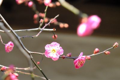 長王寺（真言宗）
