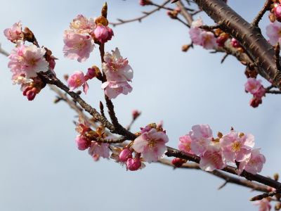 茅ヶ崎公園（河津ざくら）
