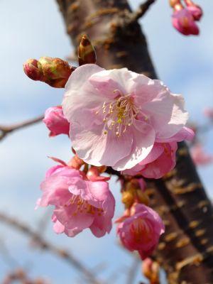 茅ヶ崎公園（河津ざくら）
