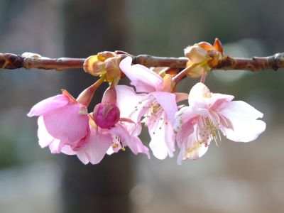 茅ヶ崎公園（河津ざくら）
