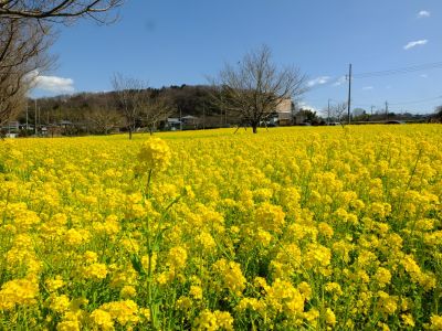 川和町駅前の菜の花畑
