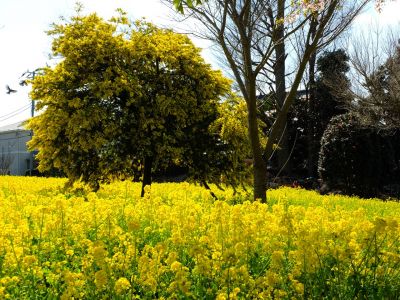 川和町駅前の菜の花畑（ミモザ）
