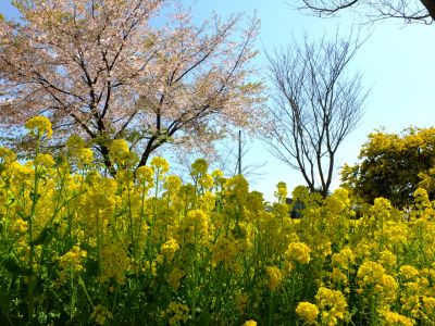 川和町駅前の菜の花畑
