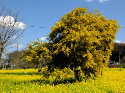 川和町駅前の菜の花畑（ミモザ）
